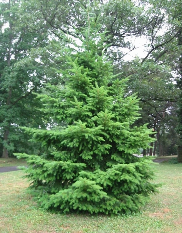 Pseudotsuga menziesii
