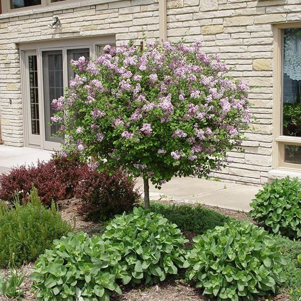 Syringa meyer ‘Palibin’