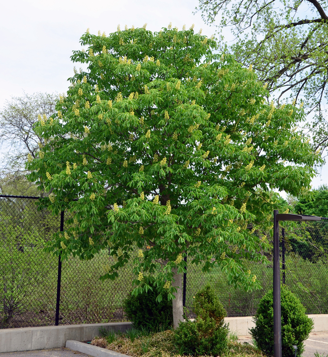 Aesculus glabra ‘J.N Select’