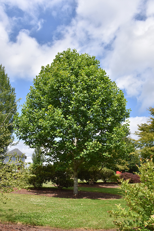 Liriodendron tulipifera ‘JFS-OZ'