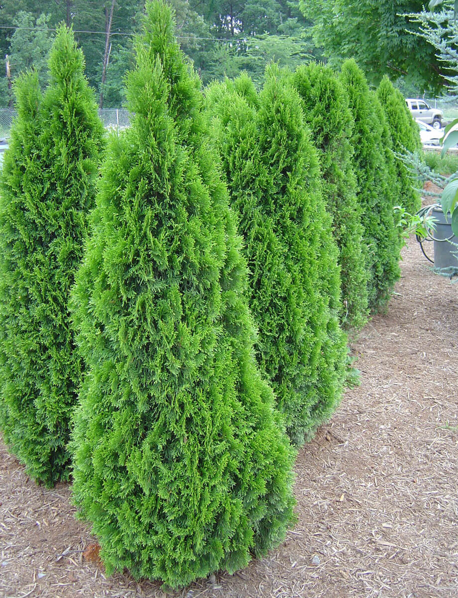Thuja occidentalis ‘Emerald Green’