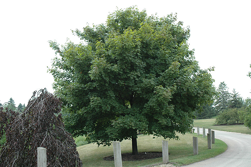 Acer platanoides ‘Emerald Lustre’