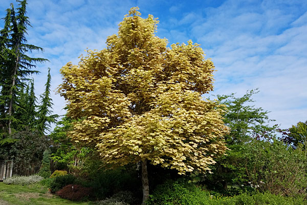 Acer pseudoplatanus ‘Eskimo Sunset’