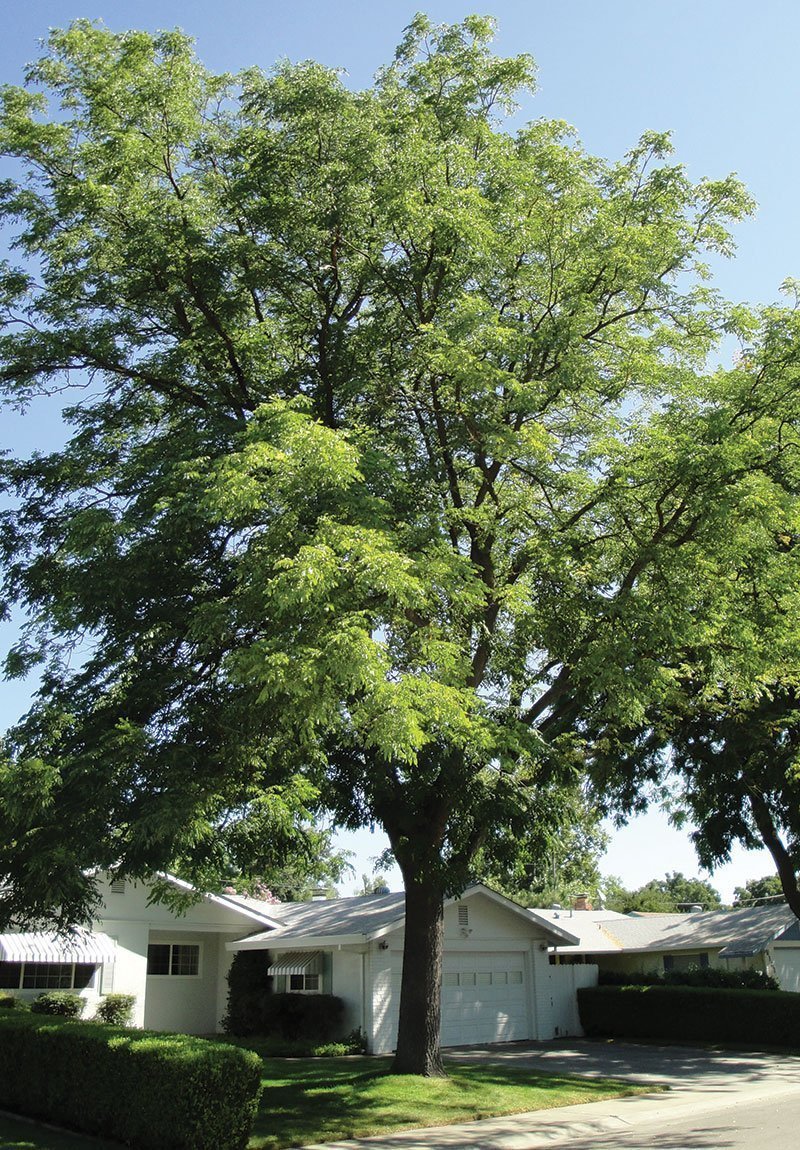 Gymnocladus dioicus ‘Espresso'
