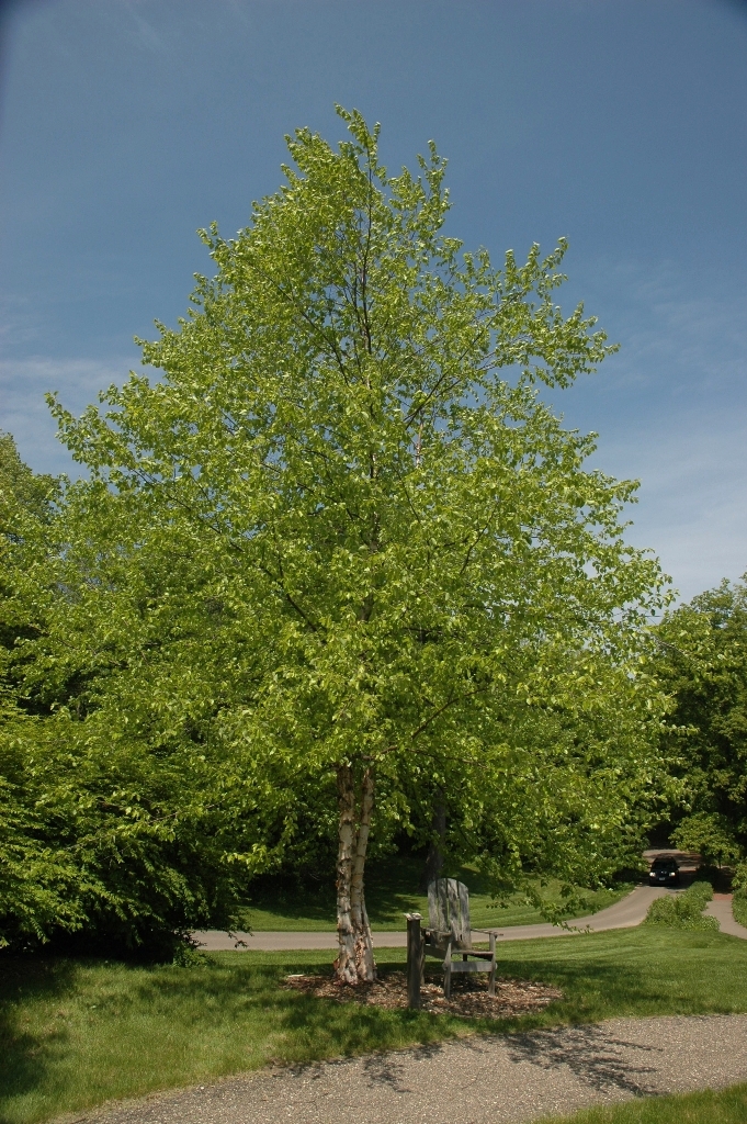 Alnus glutinosa
