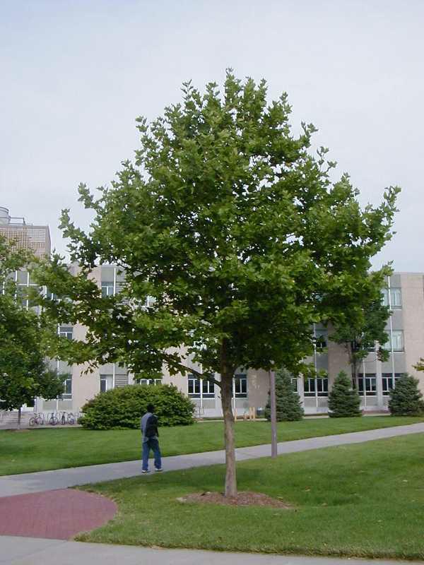 Platanus x acerifolia ‘Morton’