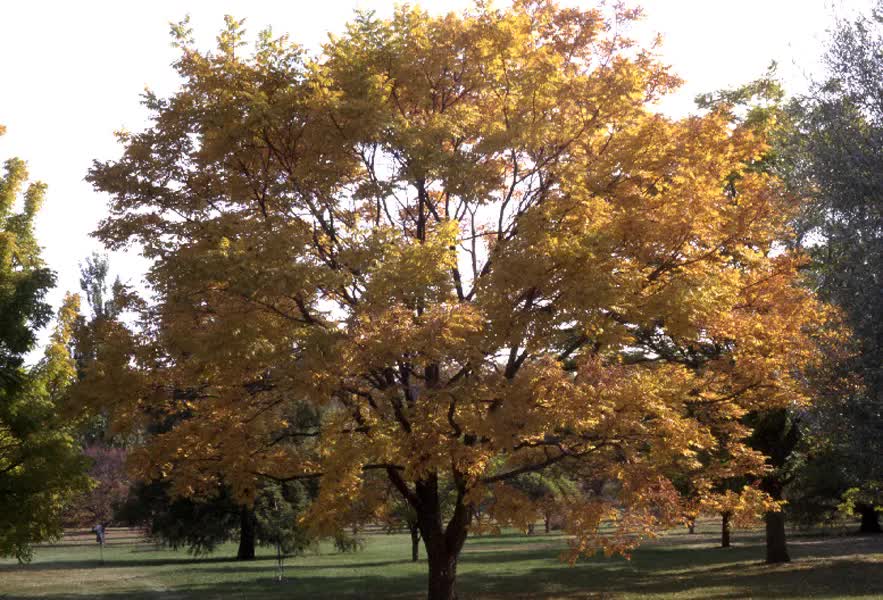 Phellodendron amurense ‘Longenecker’