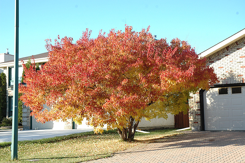 Acer tataricum ginnala ‘Flame’