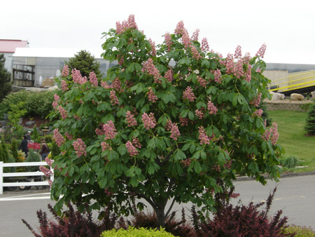 Aesculus x carnea ‘Fort Mcnair’