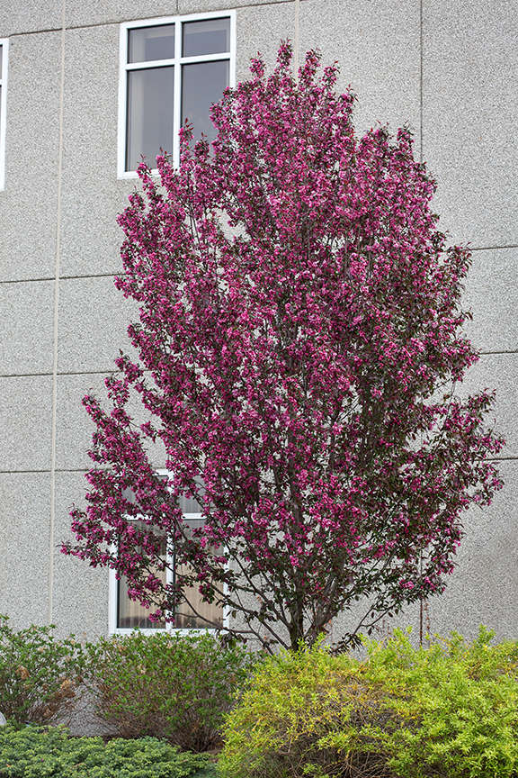 Malus x astringens ‘Durleo’