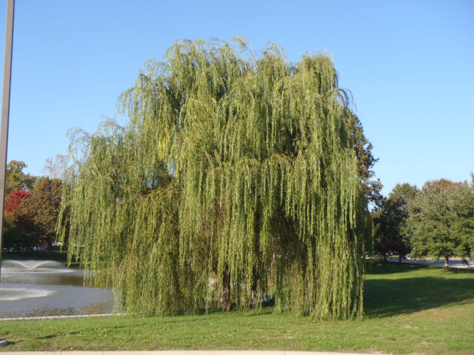 Salix alba ‘Tristis’