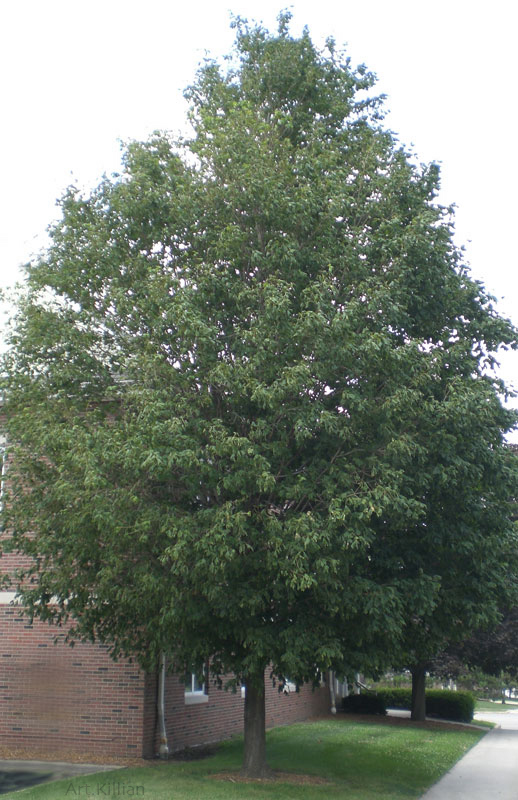 Acer nibrum ‘Green Column’