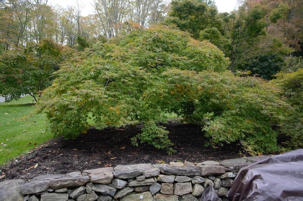Acer japonicum ‘Green Cascade’ ‘ Full Moon'