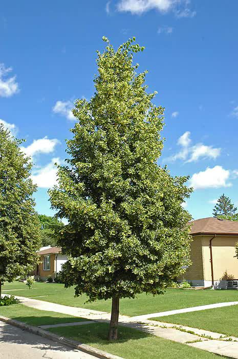Tilia cordata ‘Greenspire’