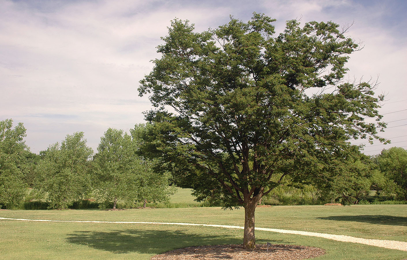 Zelkova serrata ‘Halka’