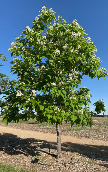 Catalpa speciosa ‘Hiawatha 2'