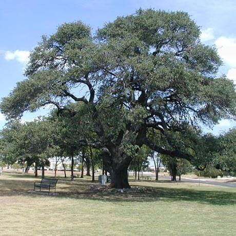 Quercus x macdanielii ‘Clemons'