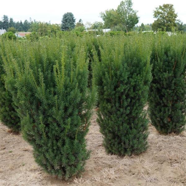 Taxus x media ‘Hicksii’