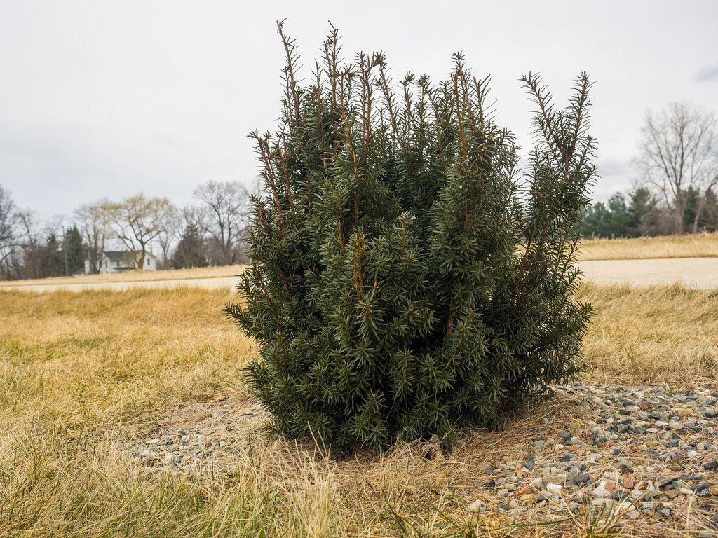 Taxus x media ‘Hicksii’