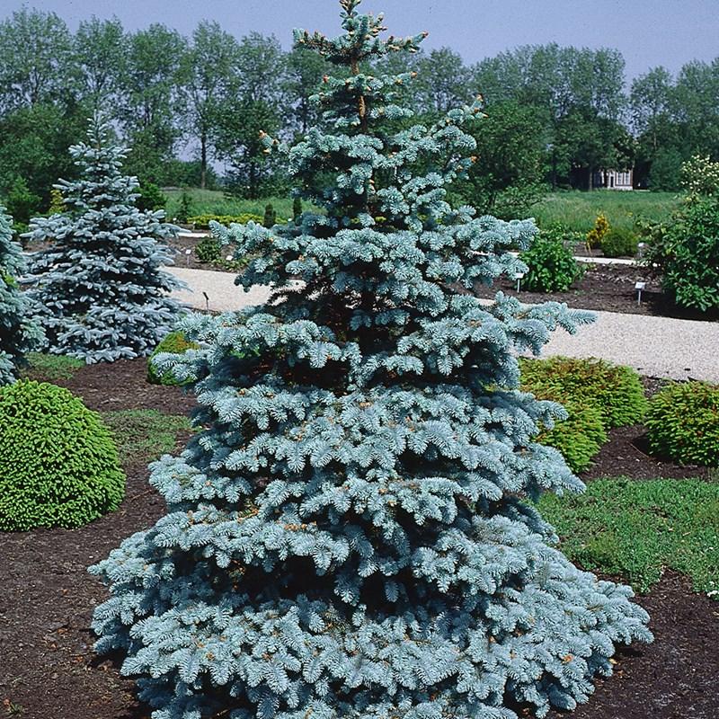 Picea pungens ‘Hoopsii’
