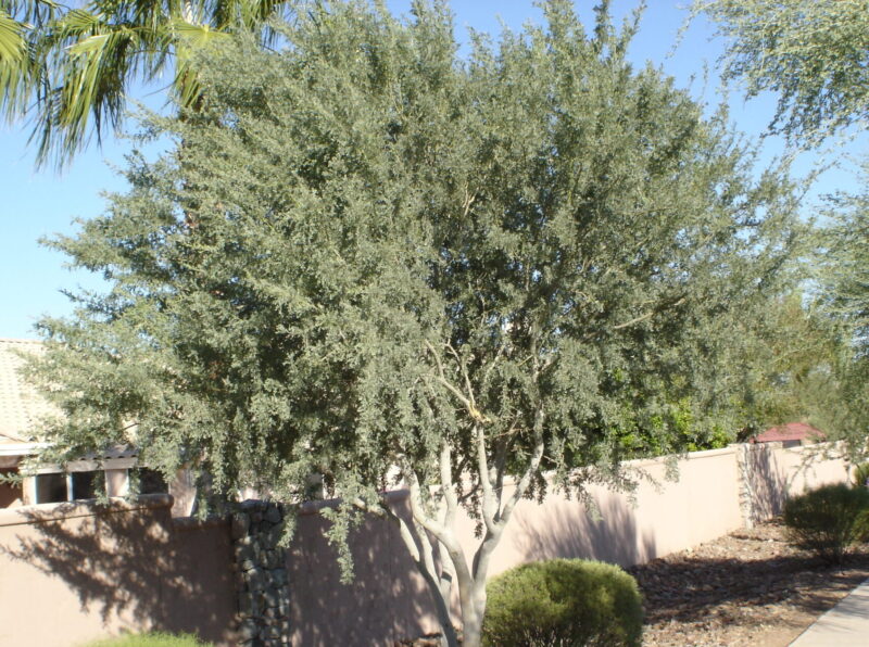 Ostrya virginiana