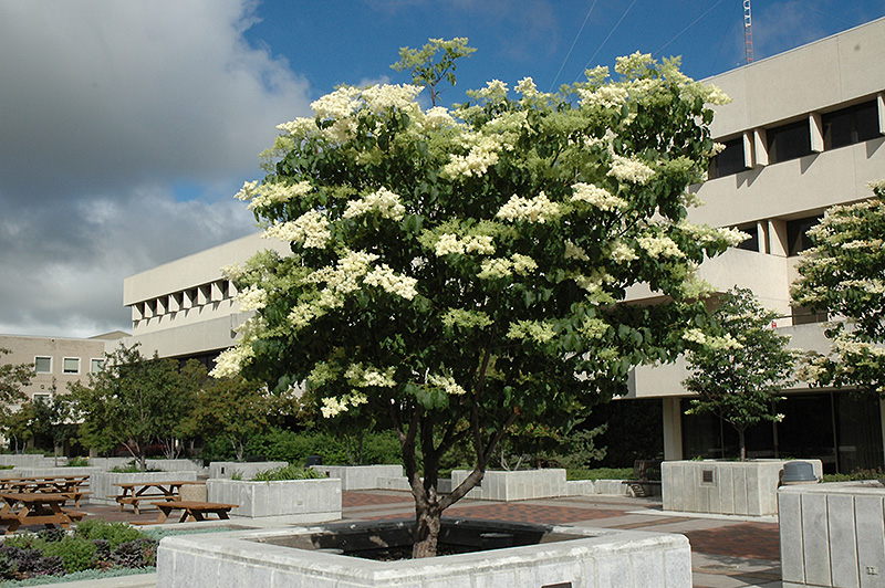 Syringa reticulata ‘Ivory Silk’