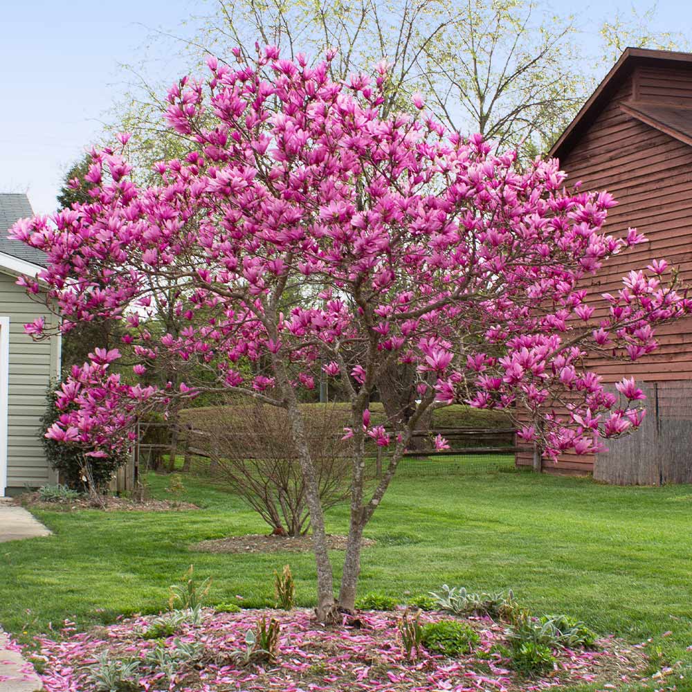 Magnolia ‘Jane’