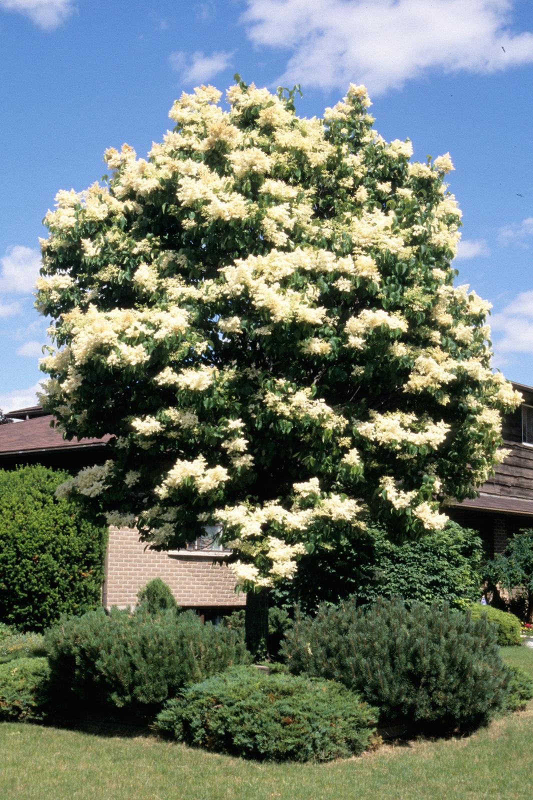 Syringa reticulata subsp. Reticulata