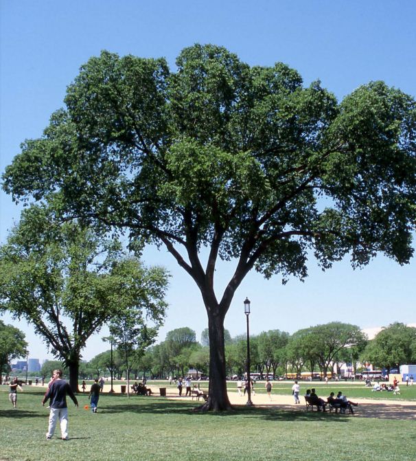 Ulmus americana ‘Jefferson’