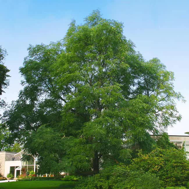 Gymnocladus dioicus