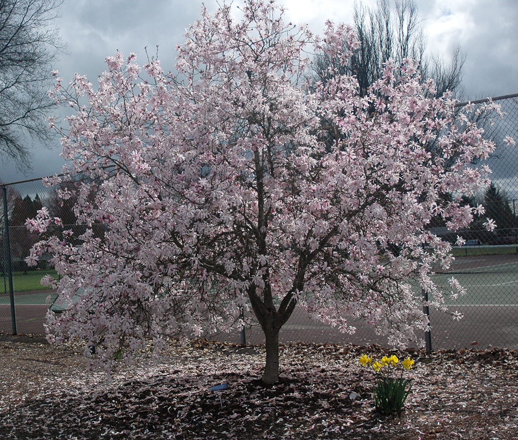 Magnolia x loebneri ‘Leonard Messel’