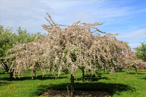 Malus ‘Louisa’