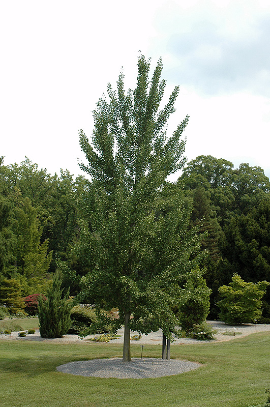 Ginkgo biloba ‘Magyar’