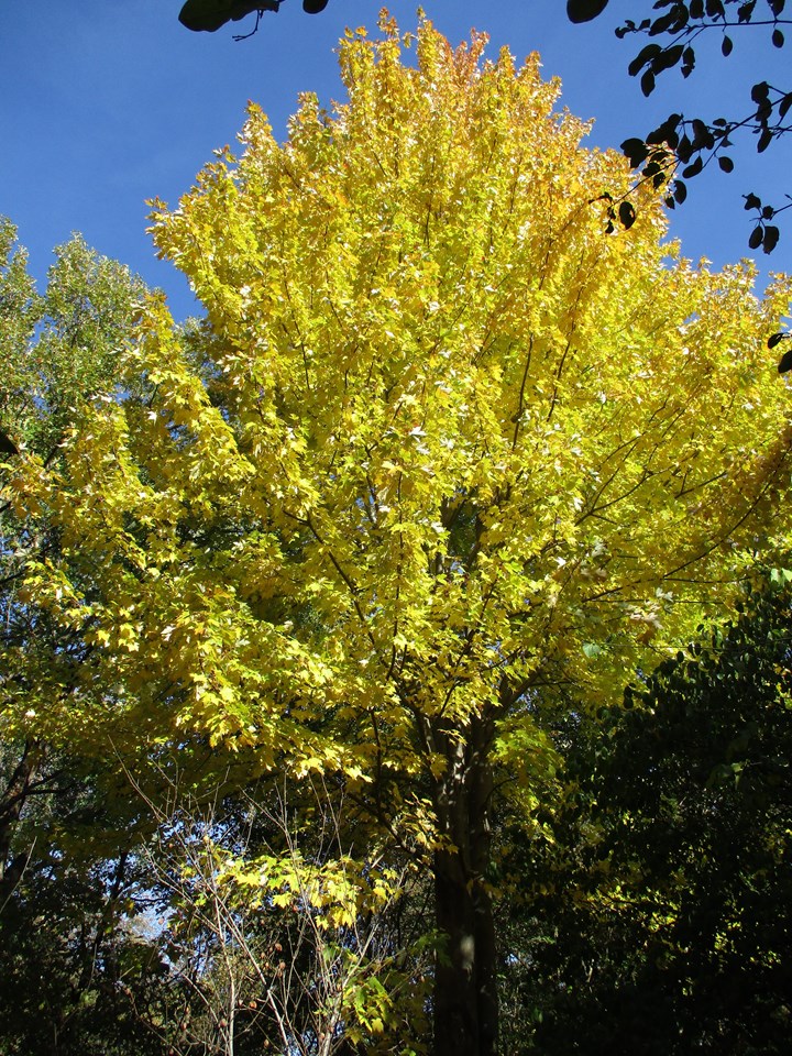 Acer x freemanii ‘Marmo’
