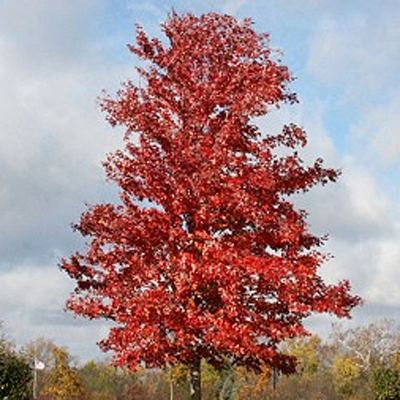 Acer x freemanii ‘Bailston'