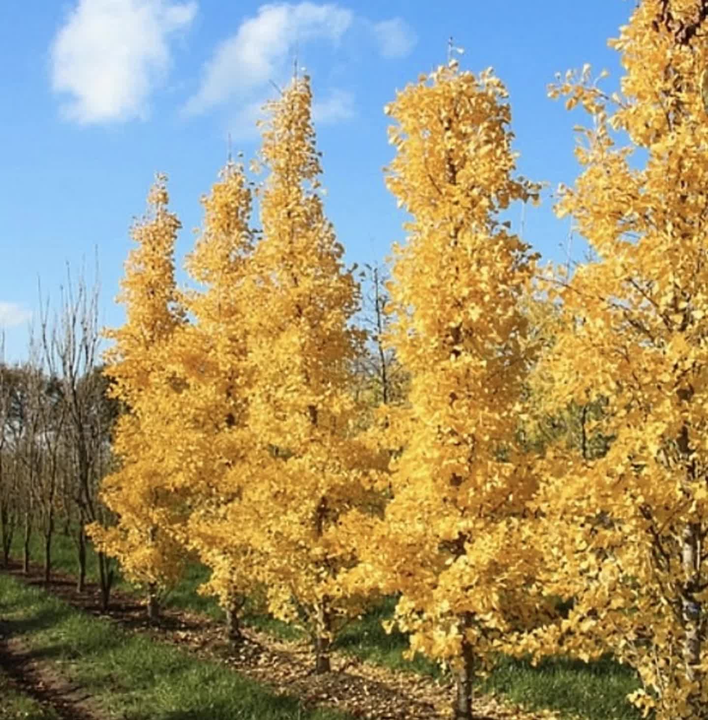 Ginkgo biloba ‘Gogo’ ‘Menhir’