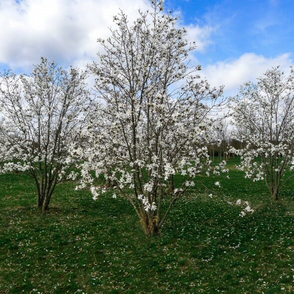 Magnolia x loebneri ‘Merril’