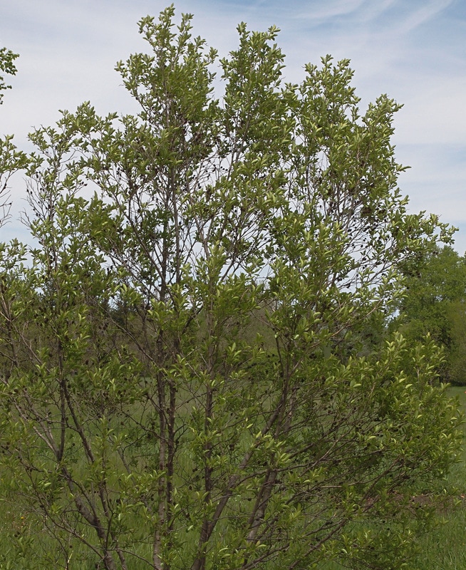 Alnus maritima