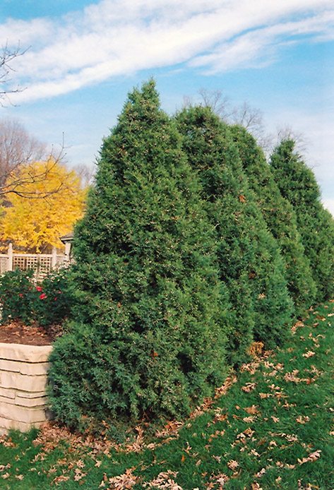 Juniperus chinensis ‘Mountbatten’