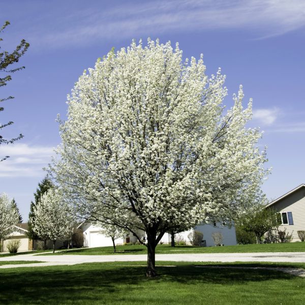 Pyrus calleryana ‘New Bradford’