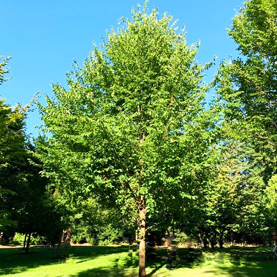 Ulmus americana ‘New Harmony’