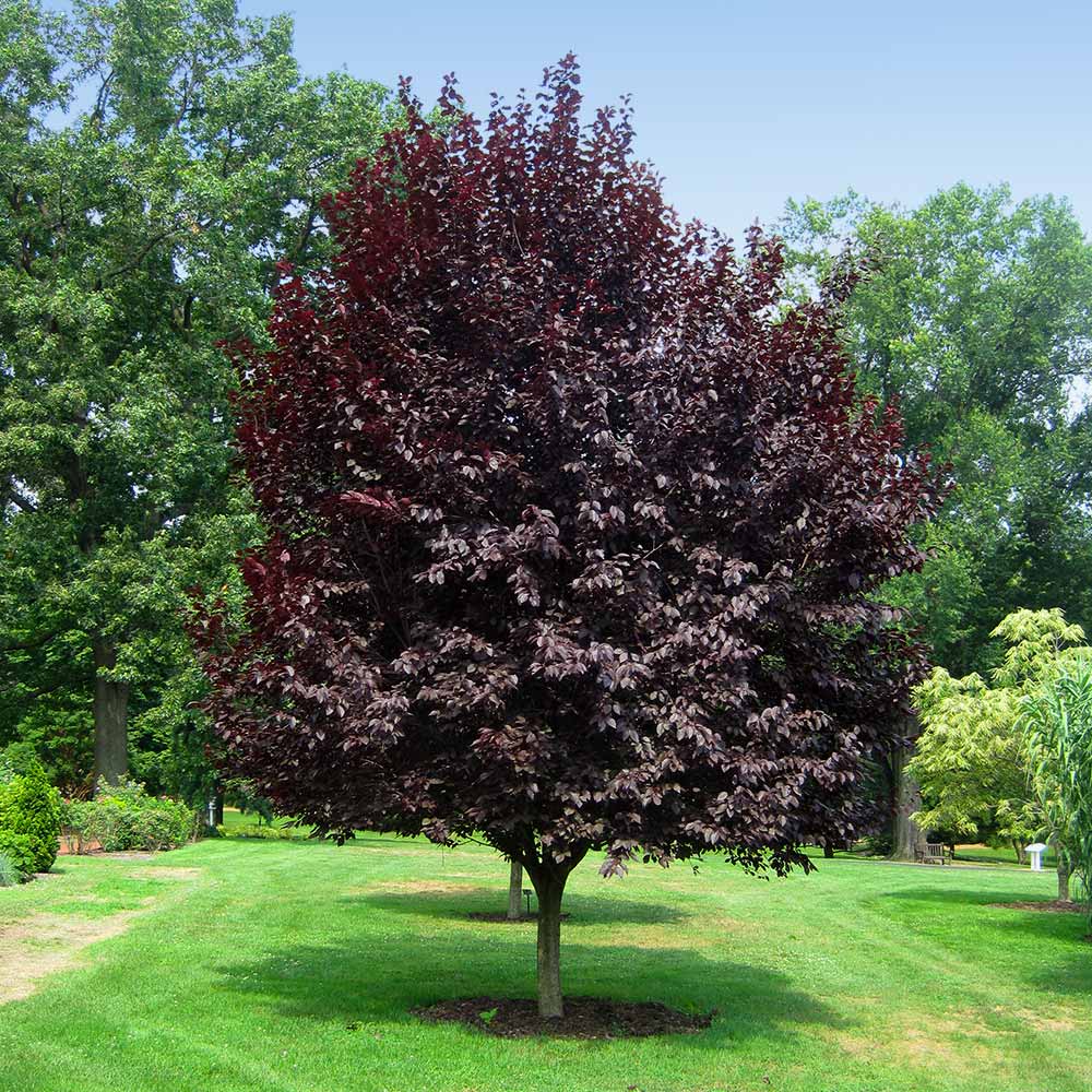 Prunus cerasifera ‘Newport’