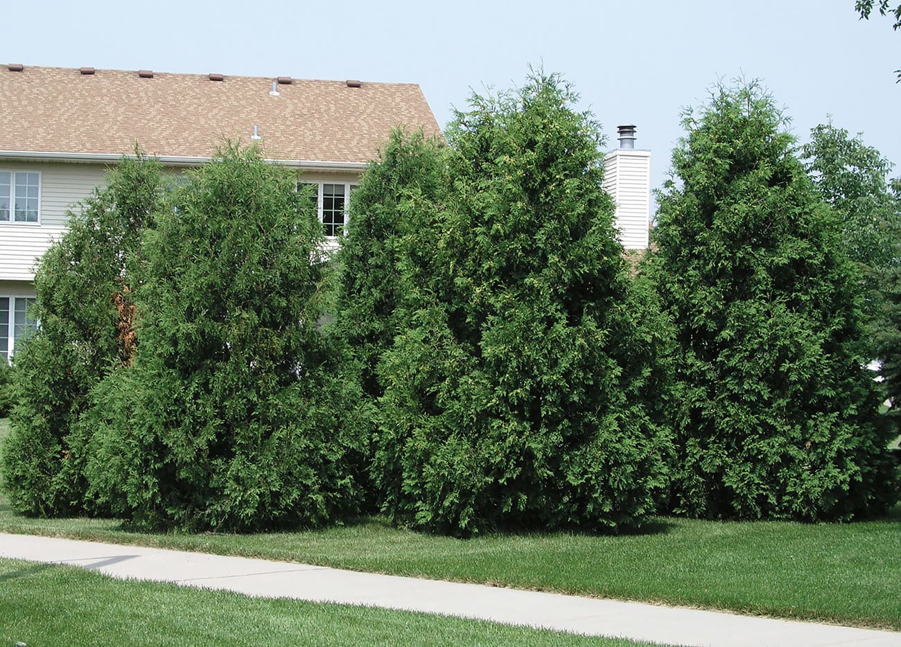 Thuja occidentalis ‘Nigra’