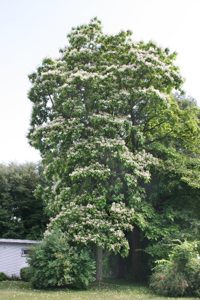 Catalpa speciosa