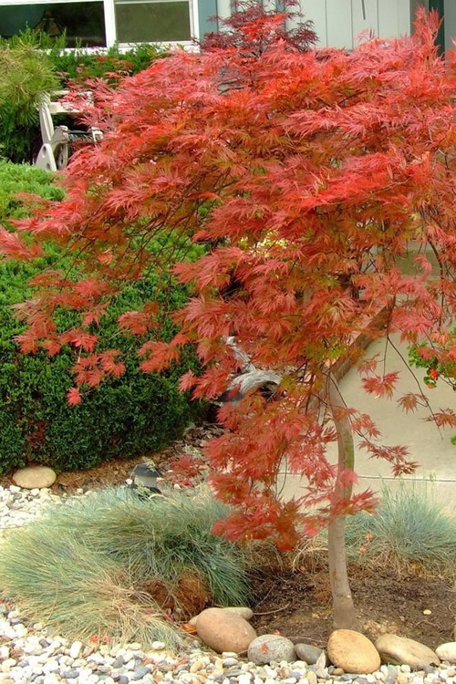 Acer palmatum var diss. ‘Orangeola’