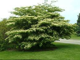 Cornus alternifolia