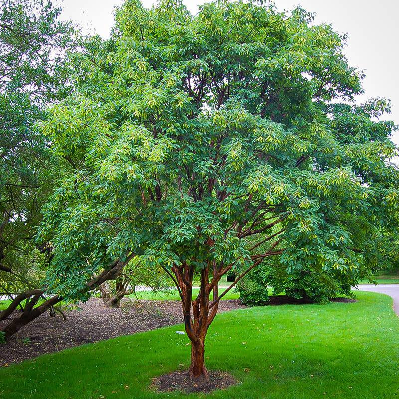 Acer griseum