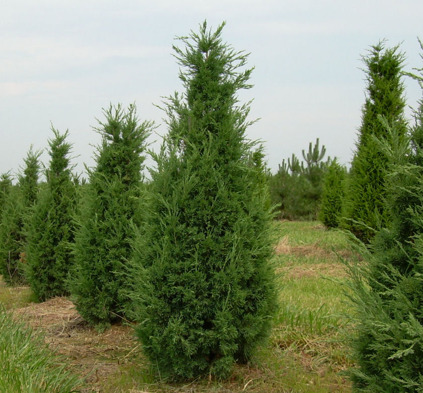 Juniperus chinensis ‘Perfecta’