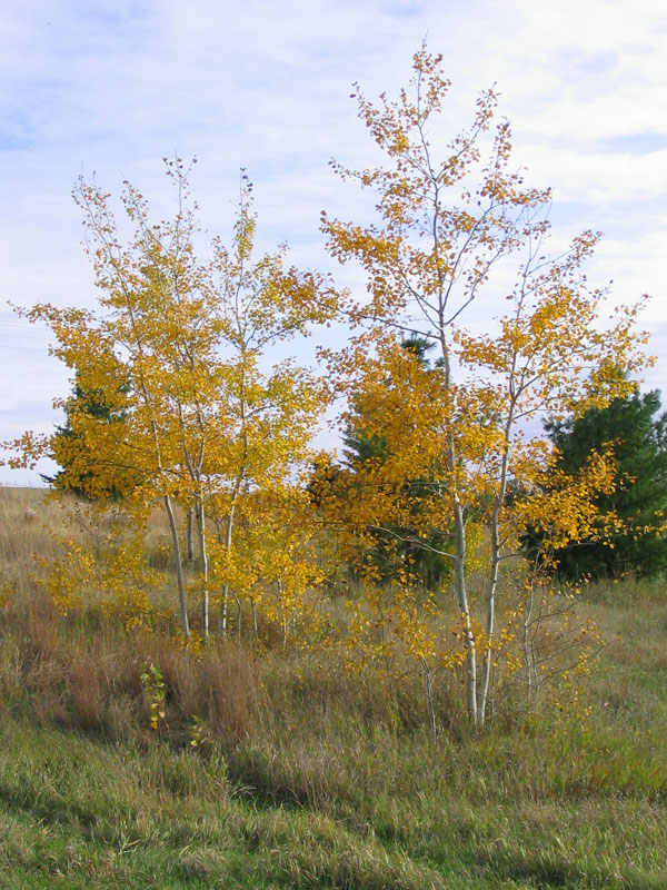 Populus tremuloides ‘NE-ARB’