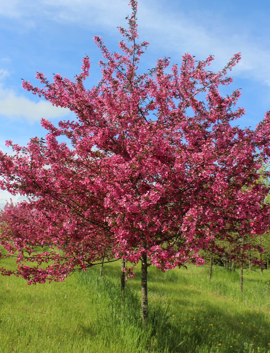 Malus ‘Prairiefire’